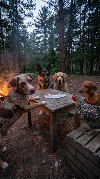 Campfire Playing Cards